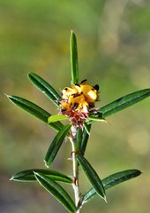 Pultenaea rosmarinifolia