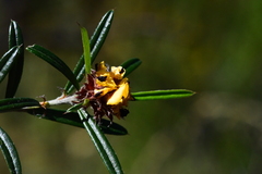 Pultenaea rosmarinifolia