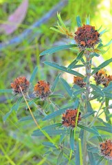Pultenaea rosmarinifolia