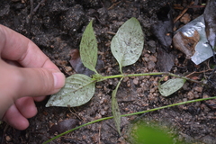 Salvia elegans