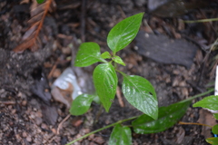 Salvia elegans