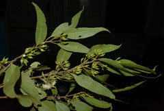 Eucalyptus acmenoides