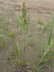 Poa eminens