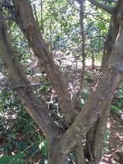 Pleiospermium alatum