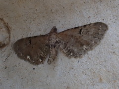 Eupithecia assimilata
