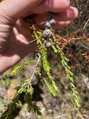 Melaleuca bracteata