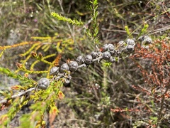 Melaleuca bracteata
