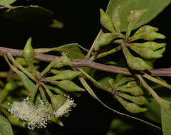 Eucalyptus acmenoides