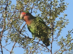 Agapornis roseicollis