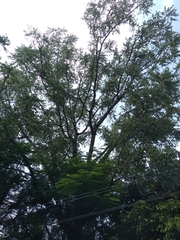 Ailanthus excelsa