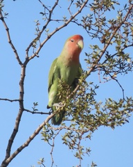 Agapornis roseicollis