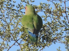 Agapornis roseicollis
