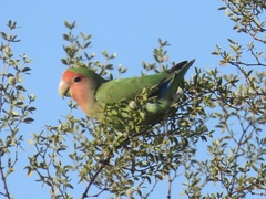 Agapornis roseicollis