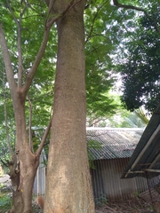 Ailanthus excelsa