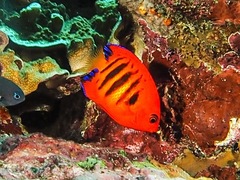 Centropyge loriculus