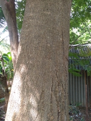 Ailanthus excelsa