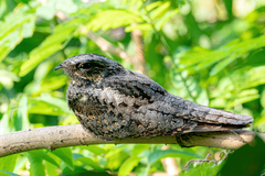 Caprimulgus jotaka