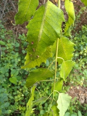 Ailanthus excelsa