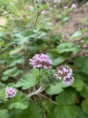 Pelargonium australe