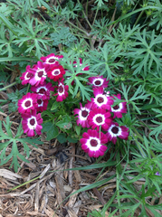 Pericallis × hybrida