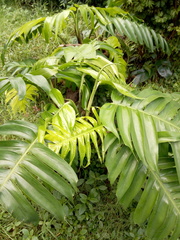 Rhaphidophora decursiva