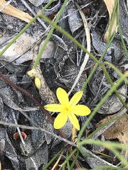 Tricoryne tenella