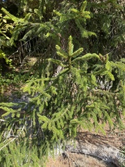 Picea orientalis