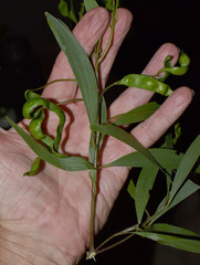 Acacia polystachya