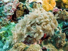 Clavularia