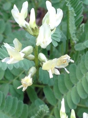 Astragalus accidens