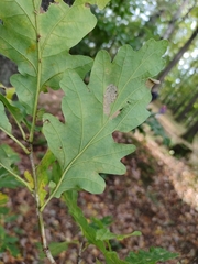 Quercus petraea