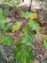 Quercus petraea