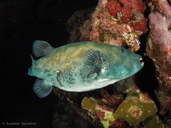 Arothron caeruleopunctatus