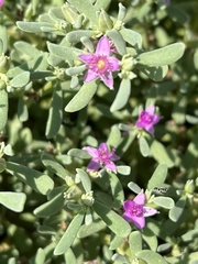 Sesuvium