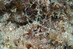 Lambrachaeus ramifer