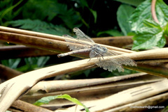 Lathrecista asiatica