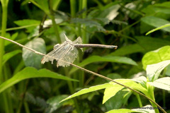 Lathrecista asiatica