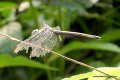 Lathrecista asiatica