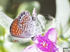 Brephidium exilis