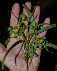 Acacia polystachya