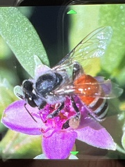 Apis florea
