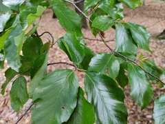 Fagus sylvatica