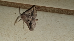 Drepanogynis sinuata