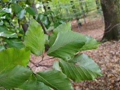 Fagus sylvatica