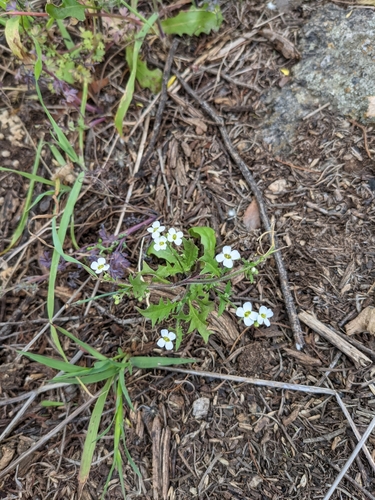 sand cress (Pachymitus cardaminoides)