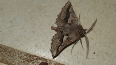 Drepanogynis sinuata