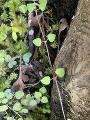 Nertera dichondrifolia