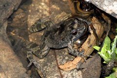 Crinia parinsignifera