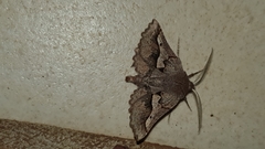 Drepanogynis sinuata