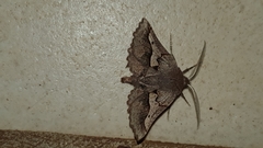 Drepanogynis sinuata